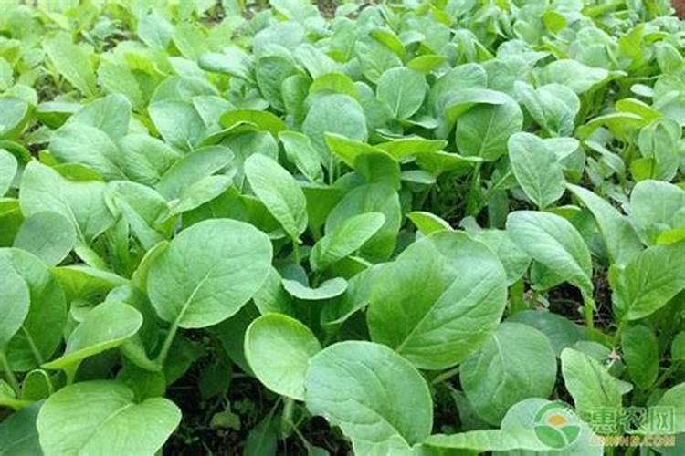 青菜在秋天种植的时候该怎么去施肥？一般施什么肥料？多久需要施肥一次...