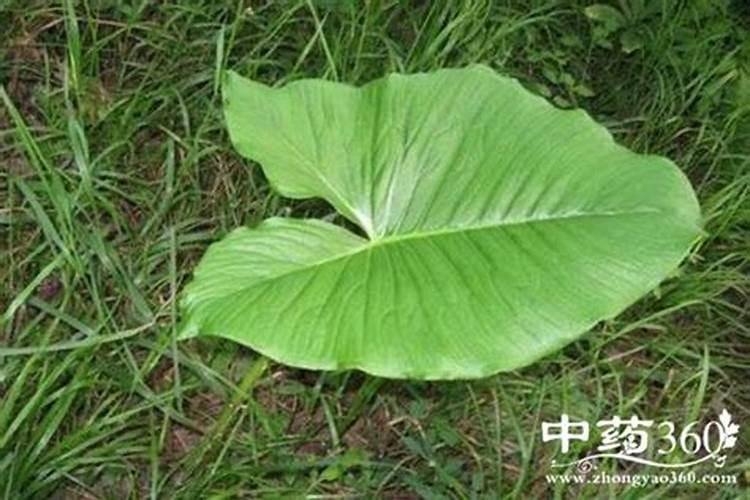 海芋的养殖方法,关于海芋水土培的养殖方法和注意事项