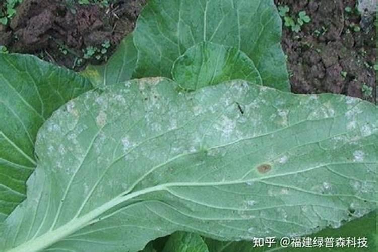 西瓜蔓枯病,霜霉病啥药治疗效果好