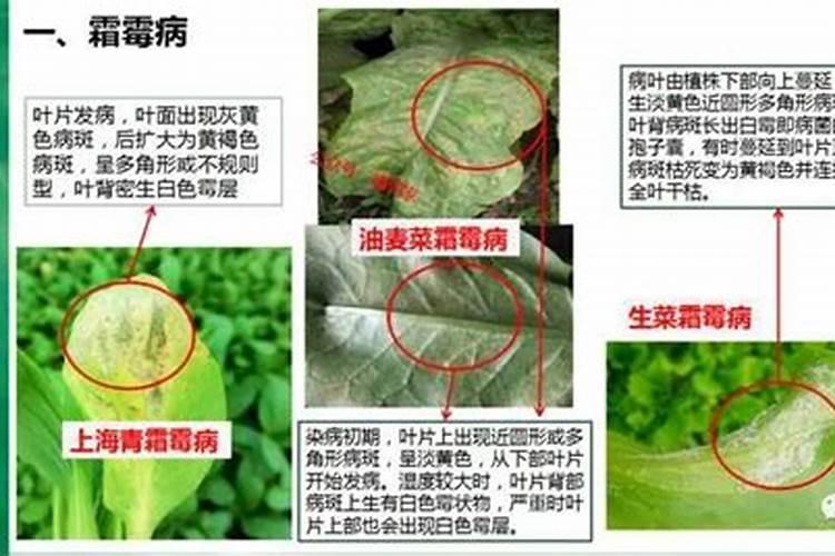 叶面肥几天能吸收干净