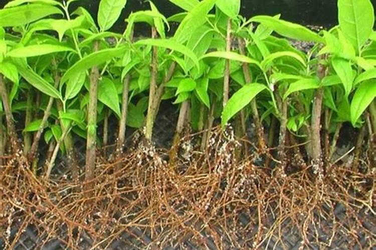 绿化树苗长得快需要什么肥料？