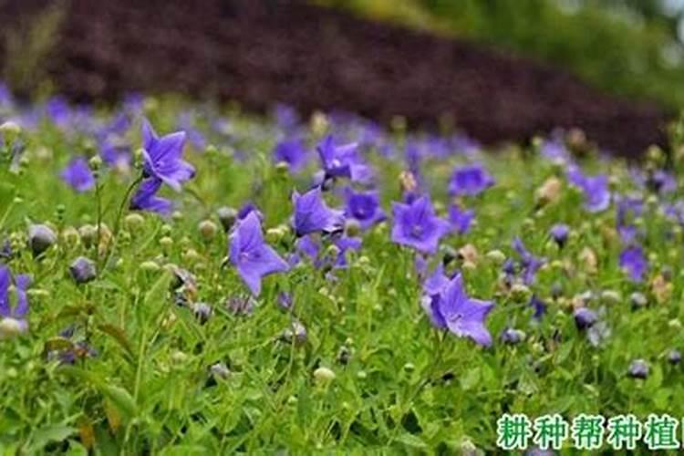 桔梗种植方法 桔梗种植方法介绍