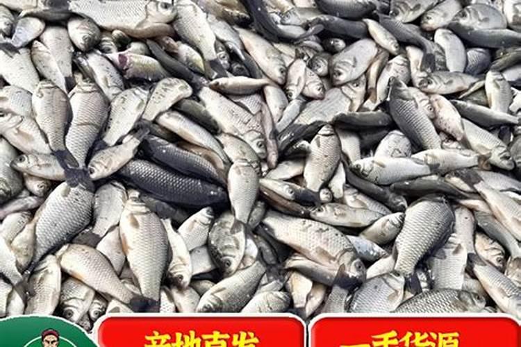 广西柳州特产:柳州鲳鱼