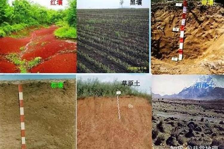 菜花怎样合理施肥？