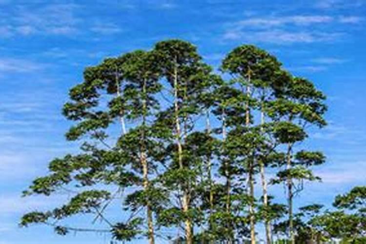 南方种植什么果树好 最适合种植的5种果树