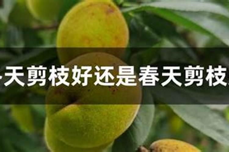 苹果树什么时候用水溶肥,怎么用最好