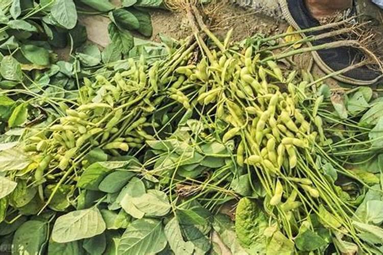 花盆里加什么肥料,容易提高植物的生长活性？
