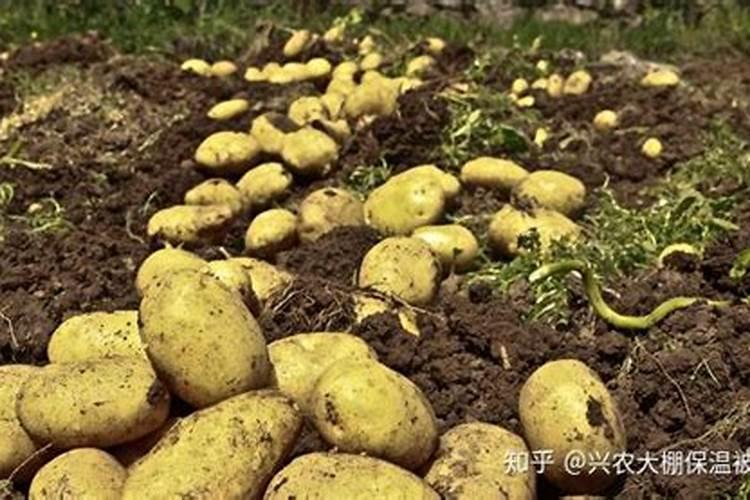 种土豆每亩用多少肥料最好