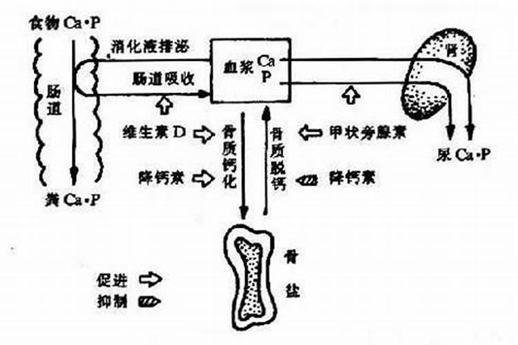 哪种肥料容易使钙流失,肥料的种类有哪些
