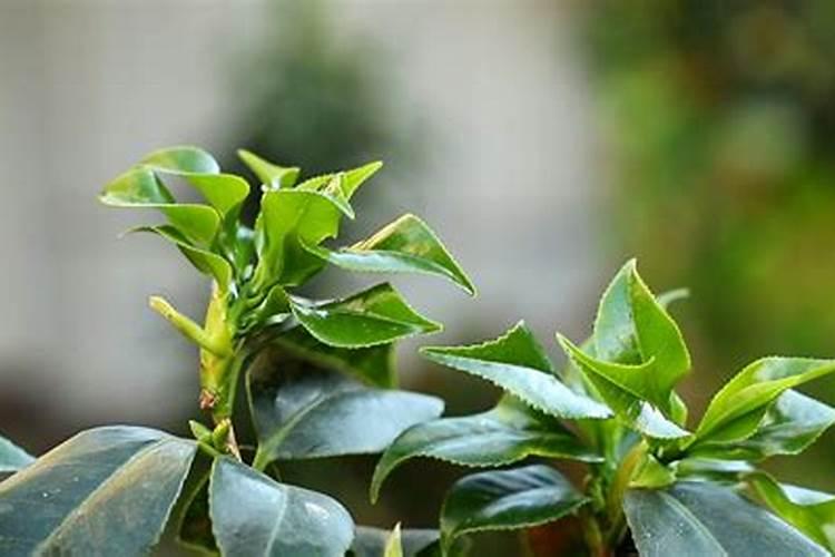 茶花浇什么肥最好