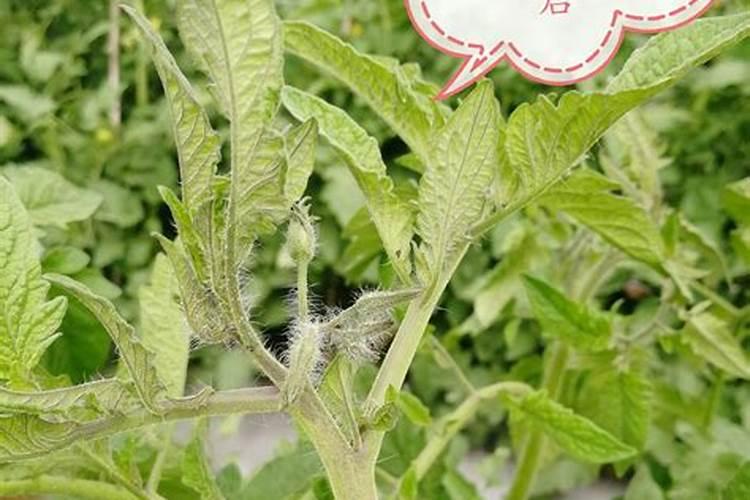 种植圣女果,施什么肥才甜？