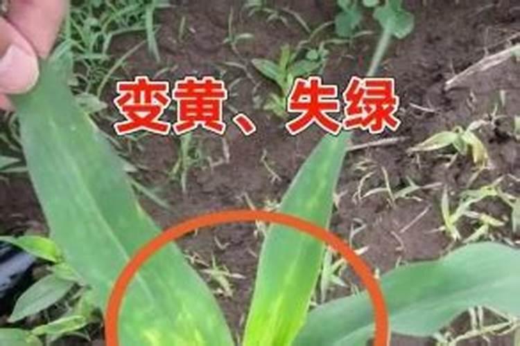 金弹子使用硼多少克兑多少水