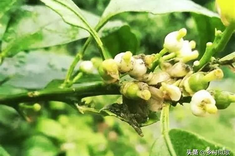 柑橘开花之际用哪种肥料比较好