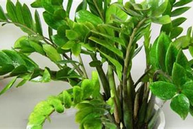 金钱树四季施肥方法