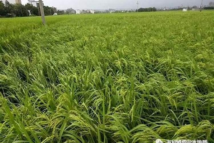 斤水溶肥兑多少水,水溶肥如何使用效果才好