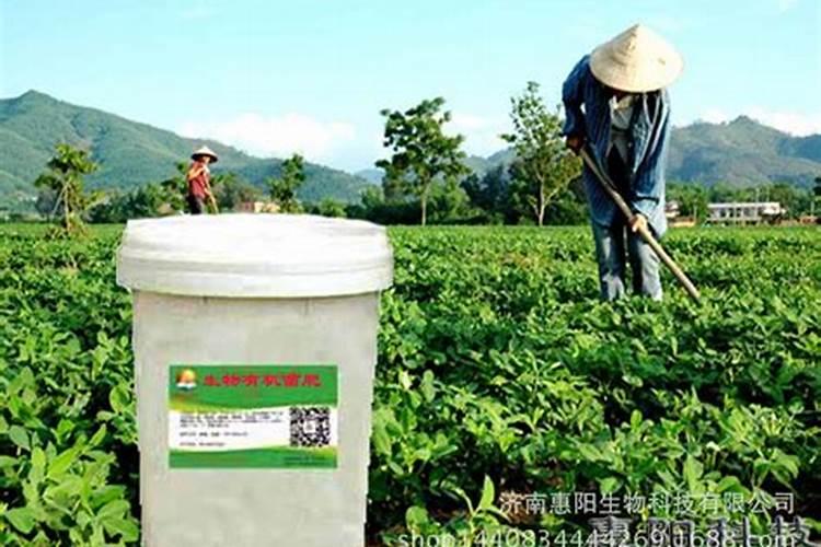 山东小麦价格最新行情？