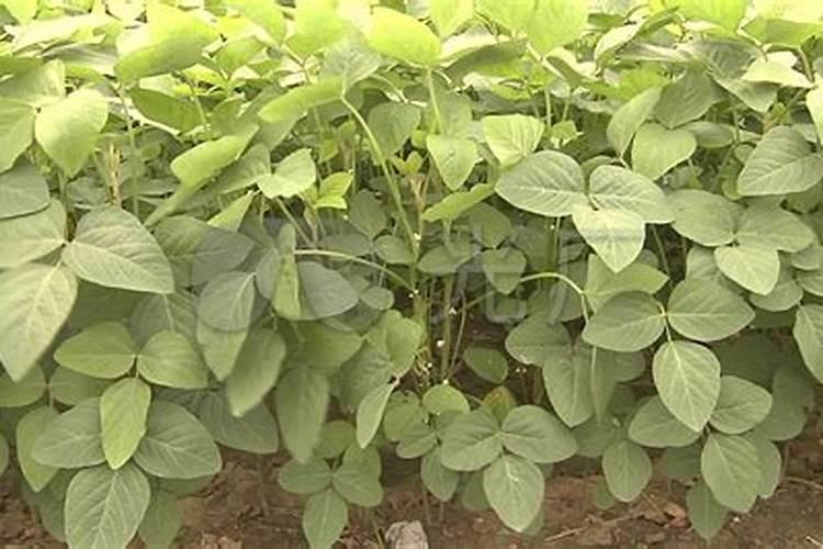 黄豆开花用什么药能高产 种一亩纯利润多少