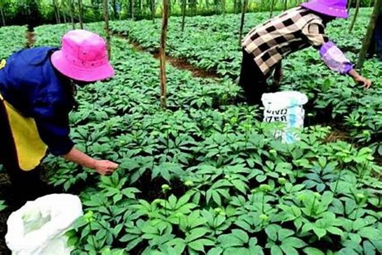 种植三七需要哪些条件