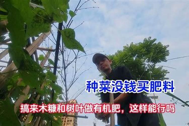 树叶是优质有机肥吗