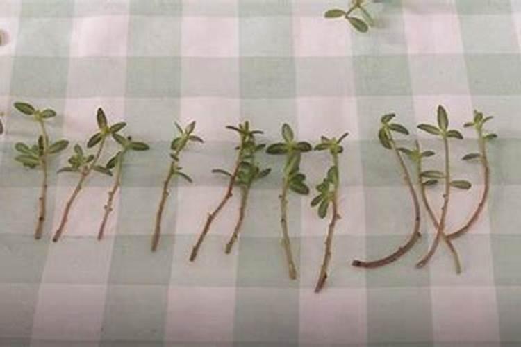 太阳花无根系扦插多久能施肥