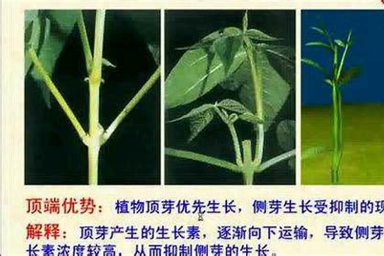 如何让黑松快速生根
