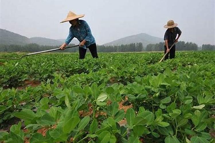为使莴笋又粗又大应该用什么肥料