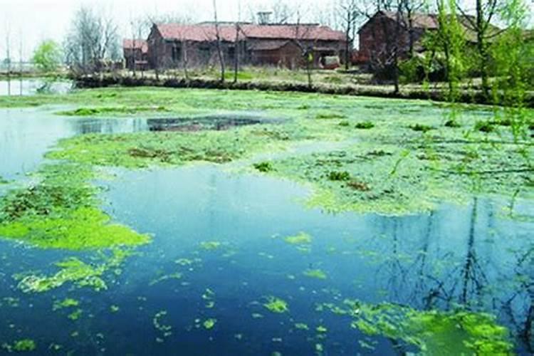桂花什么时候施肥好 桂花施肥时间