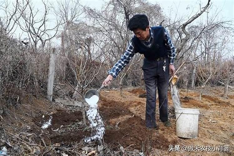 柑橘靠接长芽打什么叶面肥？