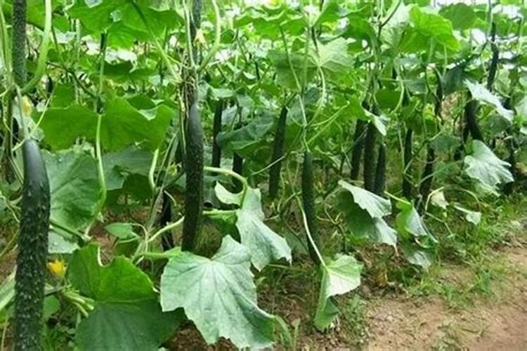 黄瓜能用尿素追肥吗