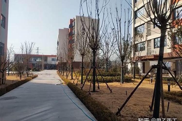 大蒜什么时候浇第一次返青水