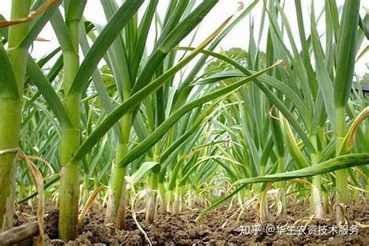 大蒜反清水上什么肥料？