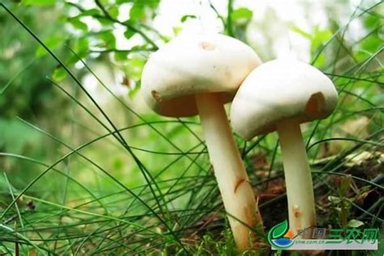 蘑菇追肥应该注意哪些问题？