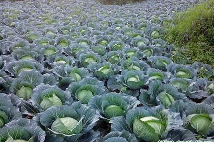 种植露地甘蓝的施肥原则是怎样的？每亩需要施多少肥料呢？