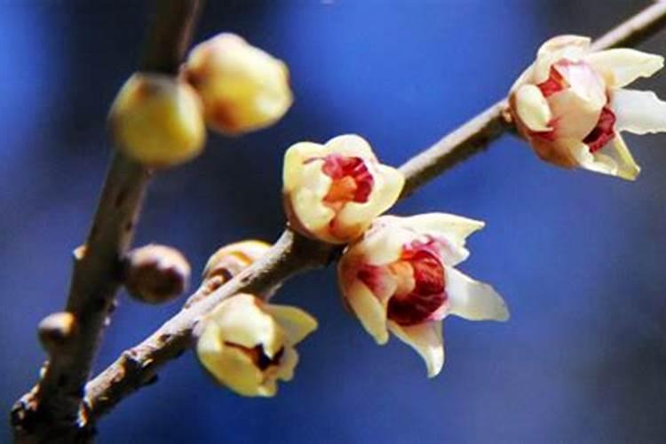 我家种了些花,想给它们施施肥。比如:腊梅,绣球,米兰,双色茉莉... 不...