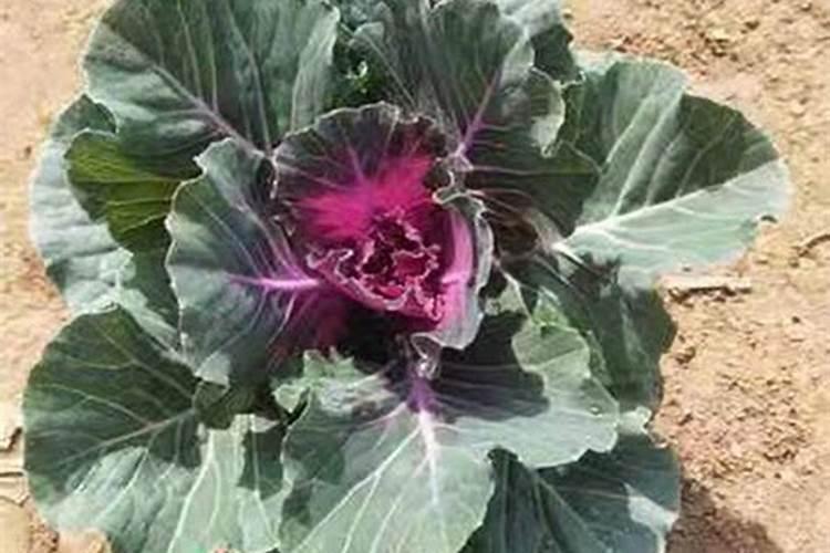 蔬菜叶面肥如何选择,怎样使用