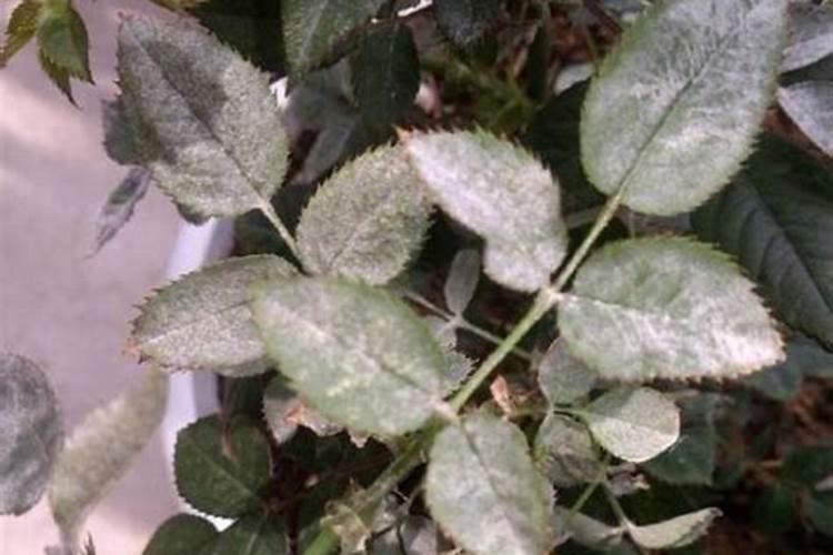 秋季养月季花禁用4种肥料这是夺命肥