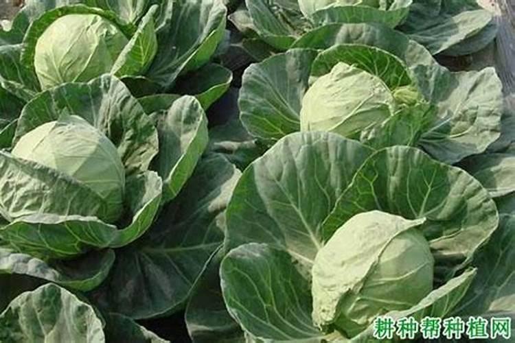 甘蓝移栽后施肥技巧