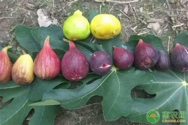 磷肥和钾肥的作用分别是什么