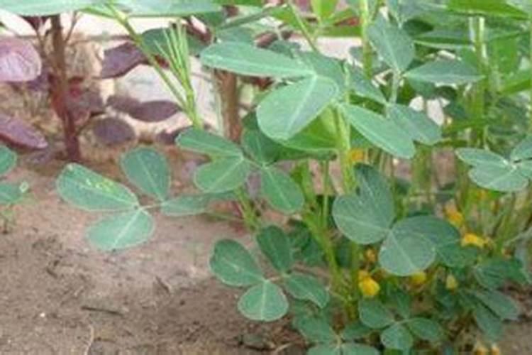 花生叶面肥用什么高产 什么时候施肥好