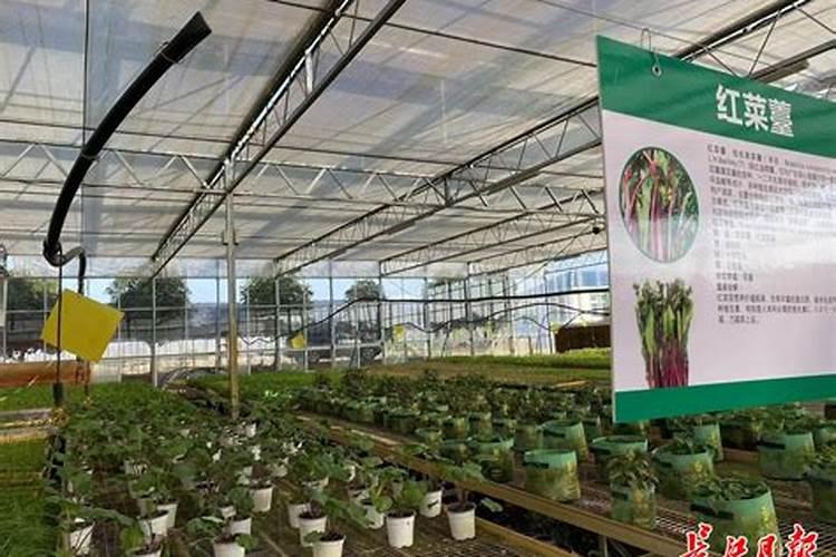 有哪些蔬菜种植时可以不用化肥农药也能稳产丰产？