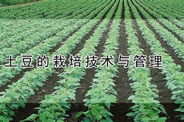 土豆追肥用什么肥料？用了这些肥料土豆养得活才怪
