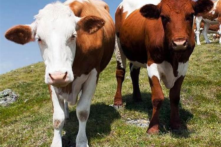 草木灰是钾肥 这句话对吗.