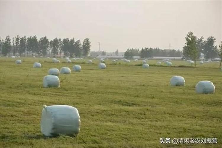草木灰是钾肥 这句话对吗.