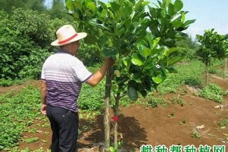 菠萝蜜什么时候才施肥
