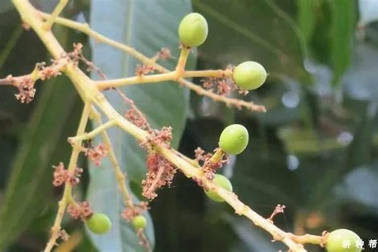 帮我看一下芒果怎么回事？谢谢