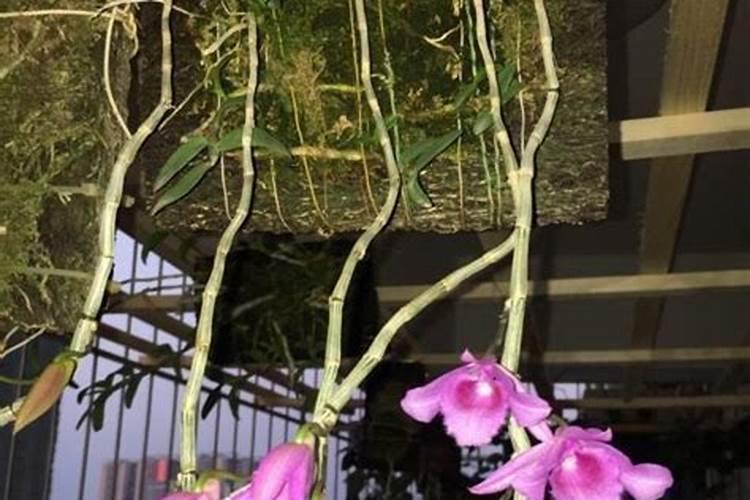 石斛花泡开怎么有点霉味？