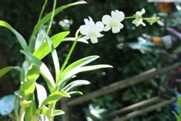 石斛花的养殖方法和注意事项有哪些