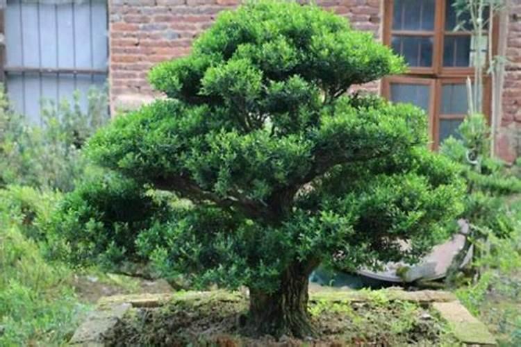 雀舌黄杨盆景怎么施肥