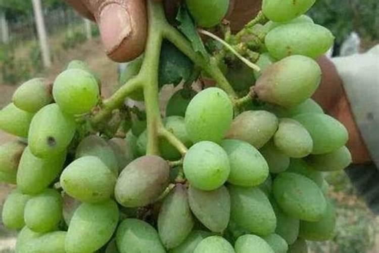 葡萄膨果期用什么肥料好？