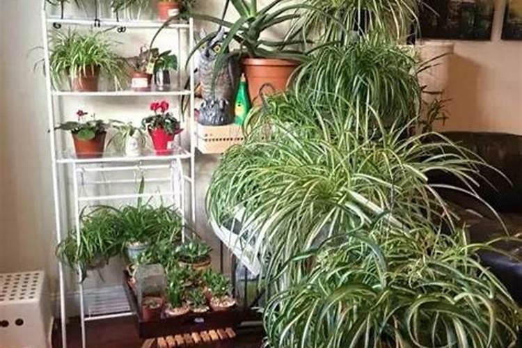 移盆小吊兰多久能施肥 小吊兰移盆后需等多久才可施肥